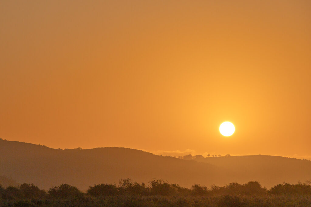 Day In A Southern African Safari